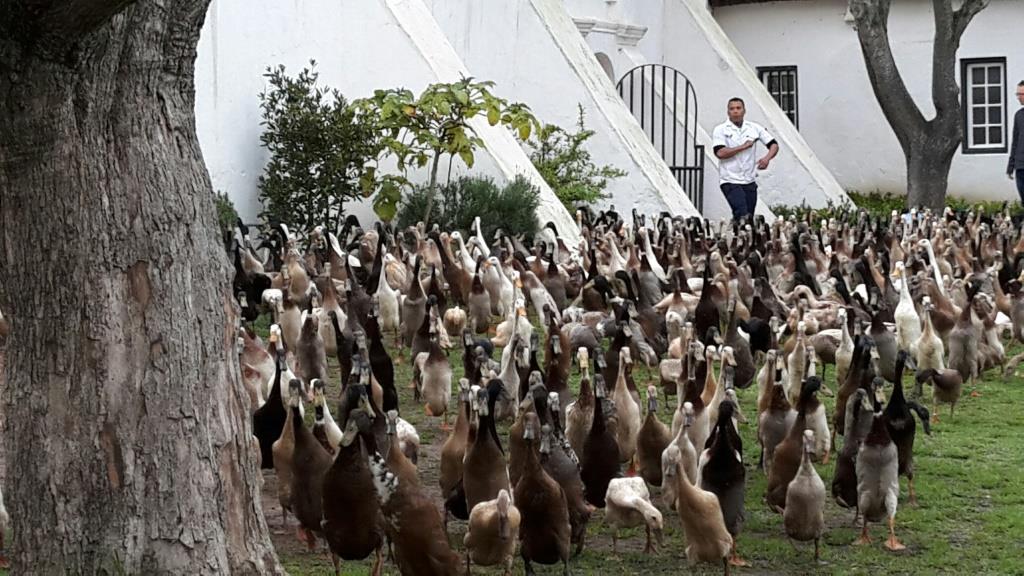 Duck Parade at Vergenoegd Cape Town Walking Tours